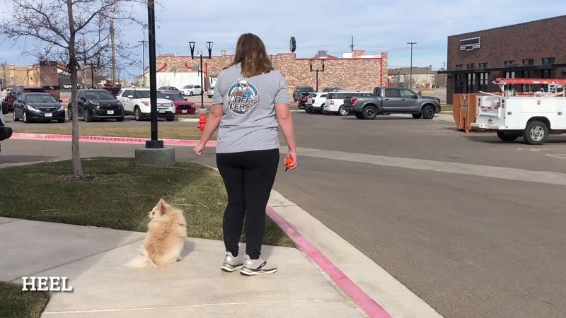 Best Dog Trainers in Lubbock