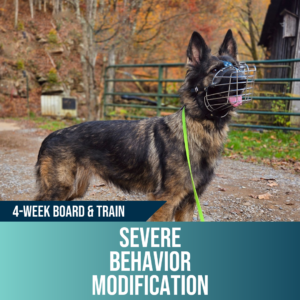 4-week severe behavior modification board and train, Off Leash K9 Training Lubbock