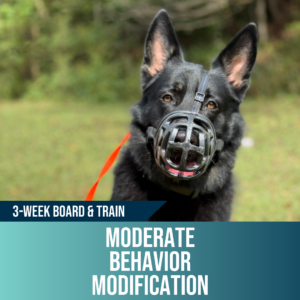 3-week moderate behavior modification board and train, Off Leash K9 Training Lubbock