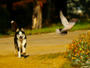 dog chasing a bird