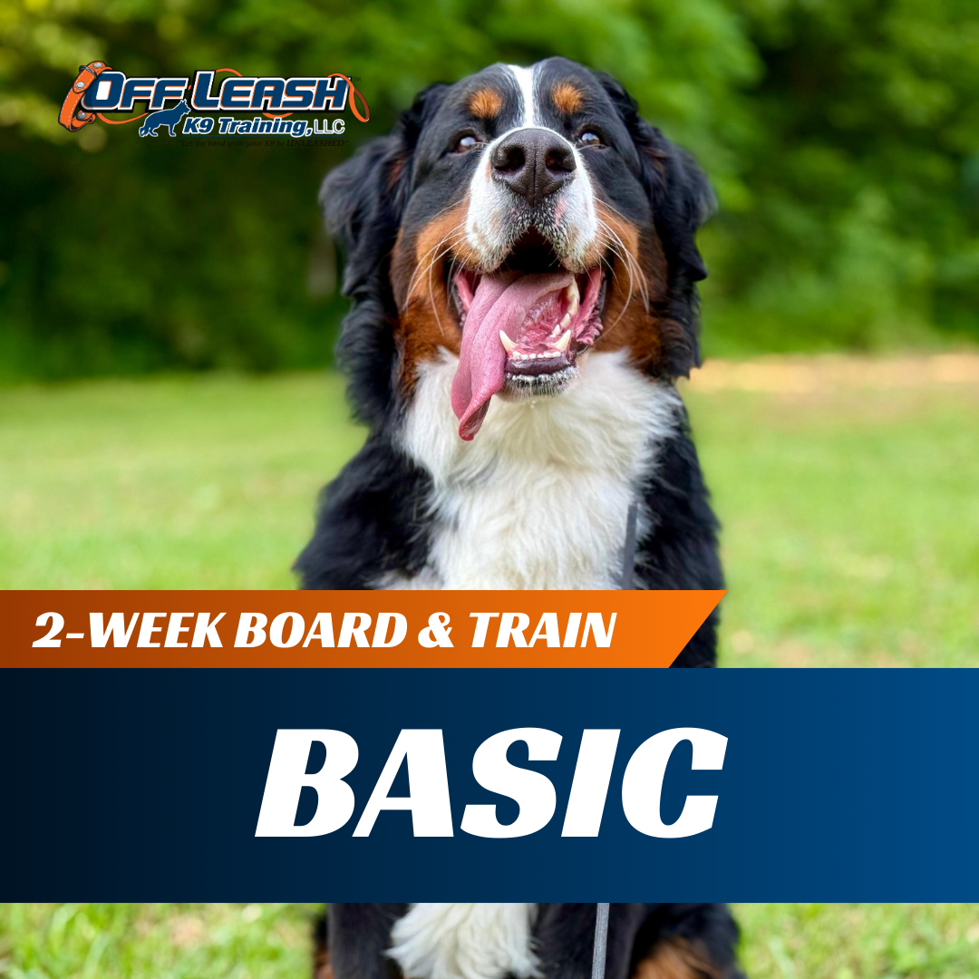 2-Week Basic Board & Train