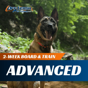 2-Week Advanced Board & Train