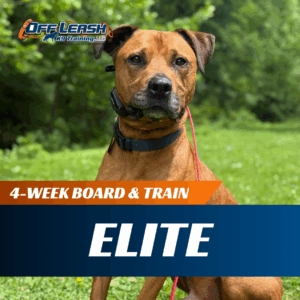 4-week Elite Board & Train