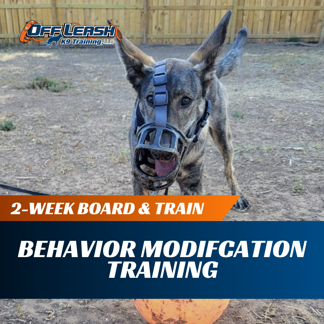 2-Week Board Train: Behavior Modification Training Off Leash