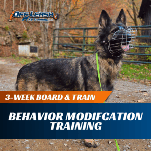 3-Week Board & Train: Behavior Modification Training