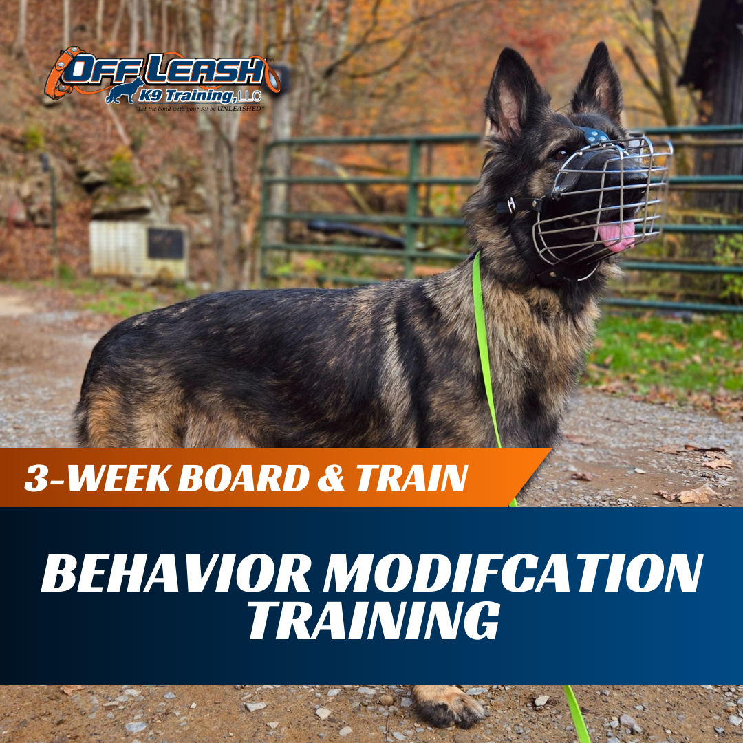 3-Week Board Train: Behavior Modification Training Off Leash