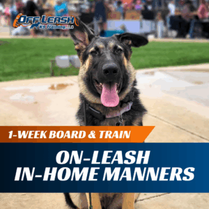1-Week Board & Train: On-leash In-home Manners