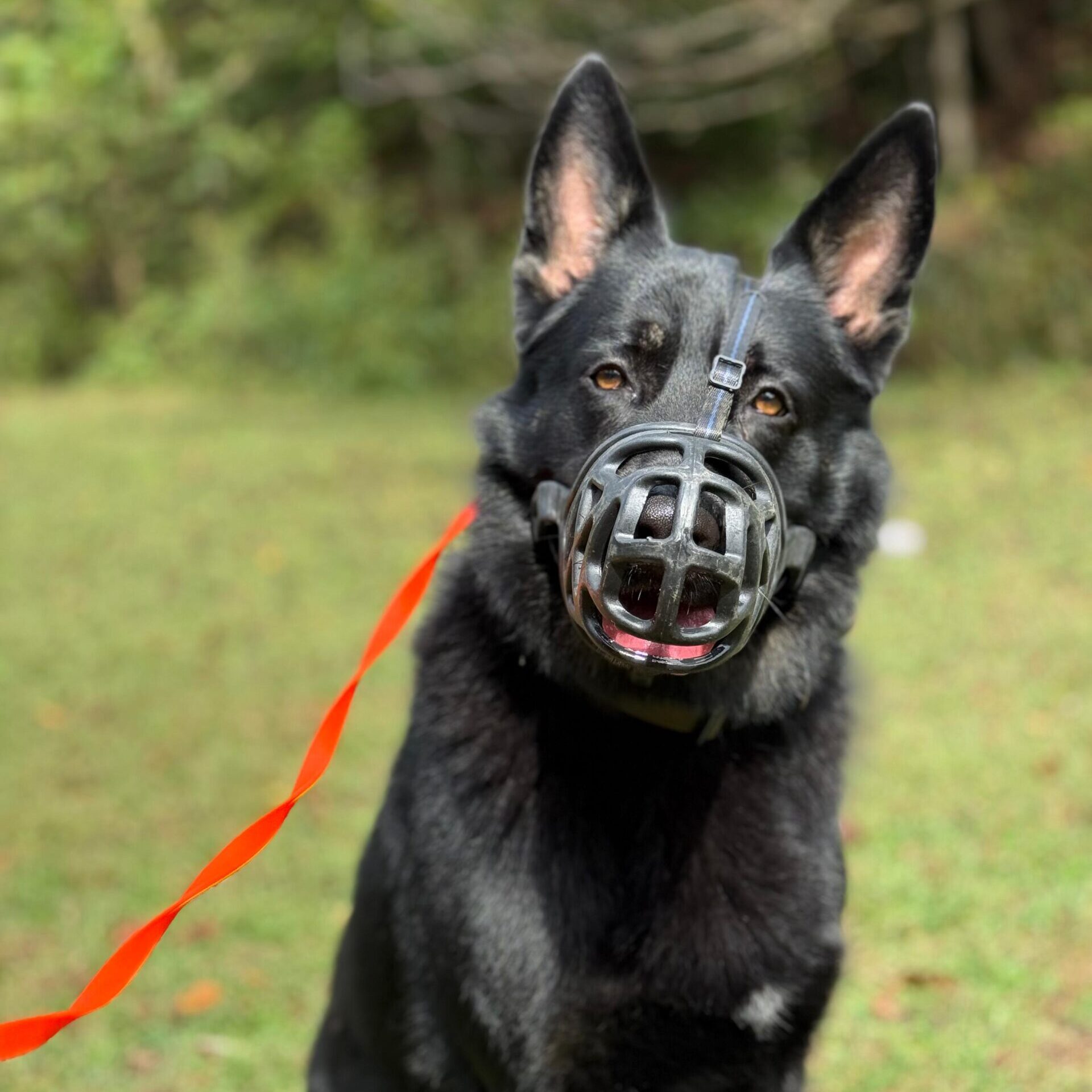 Aggressive Dog Package