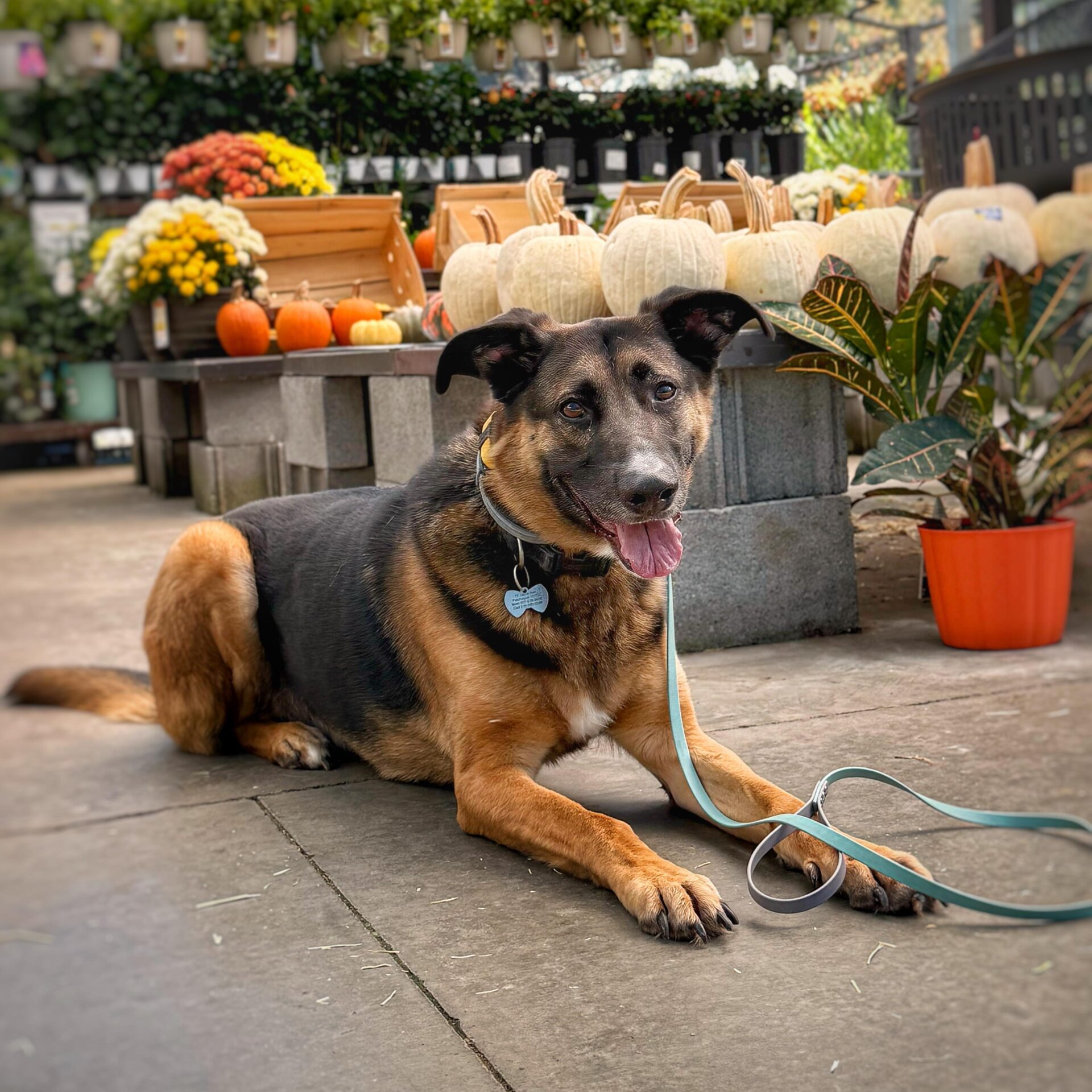Off-Leash Training