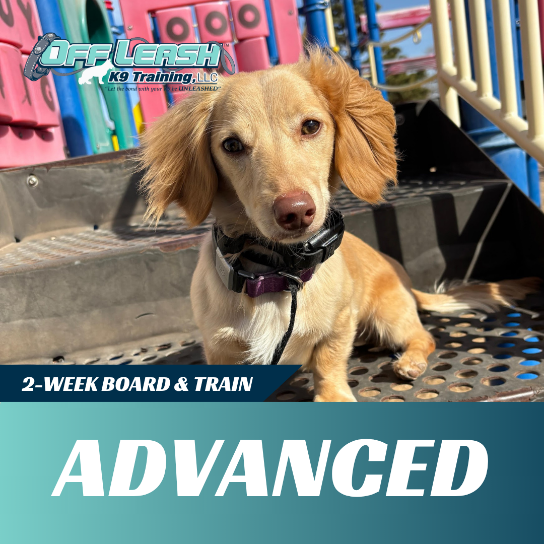advanced board and train off leash k9 training lubbock