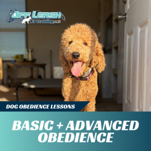 basic advanced obedience lessons off leash k9 training lubbock