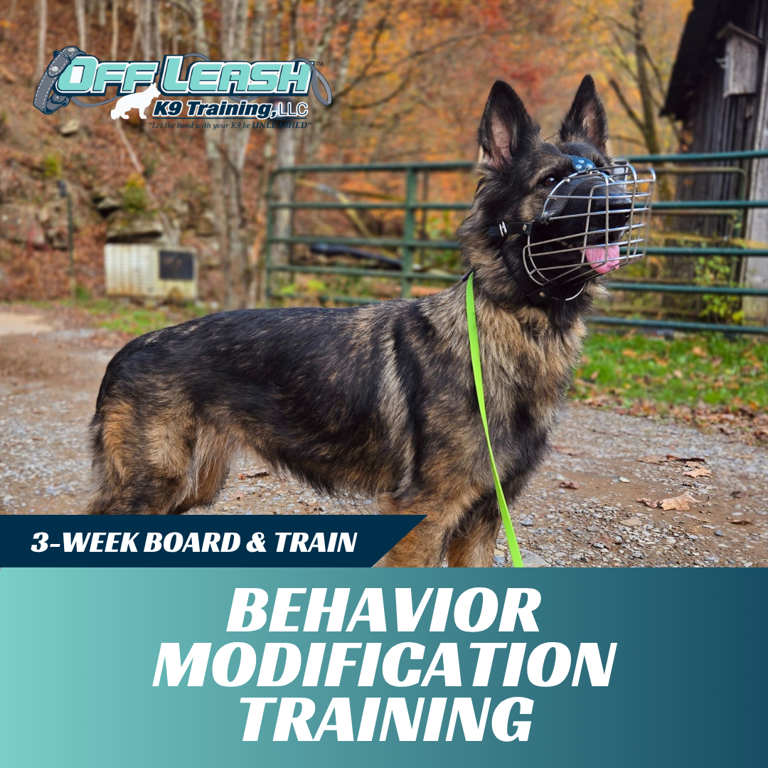 behavior modification board and train off leash k9 training lubbock