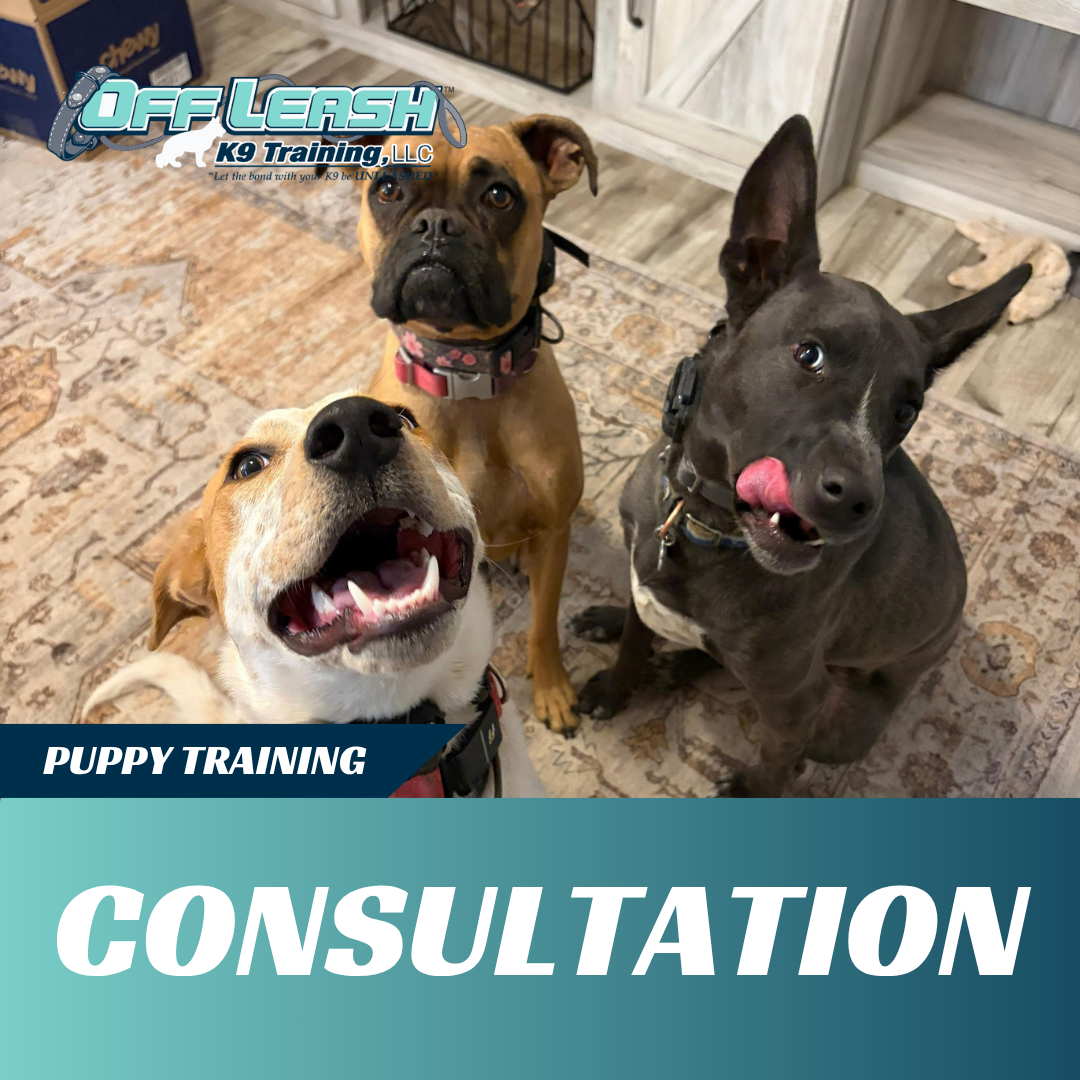 puppy training consultation off leash k9 training lubbock