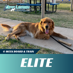 elite board and train off leash k9 training lubbock