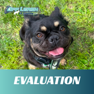 evaluation off leash k9 training lubbock