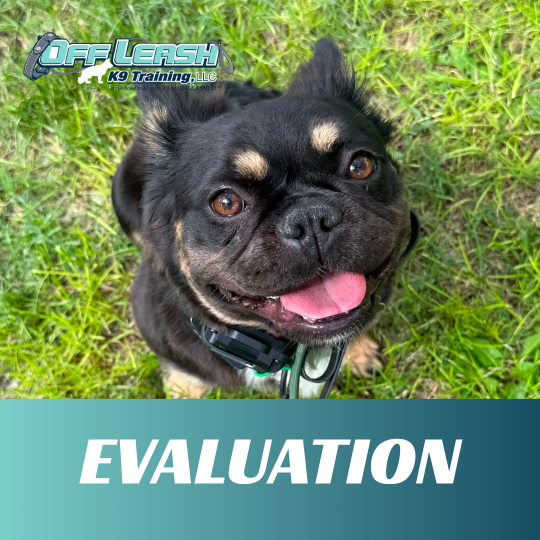evaluation off leash k9 training lubbock