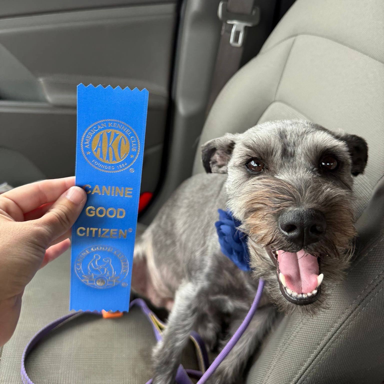 Therapy Dog Development