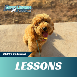 puppy training lessons off leash k9 training lubbock