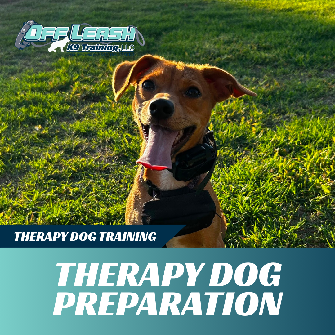 therapy dog preparation training off leash k9 training lubbock