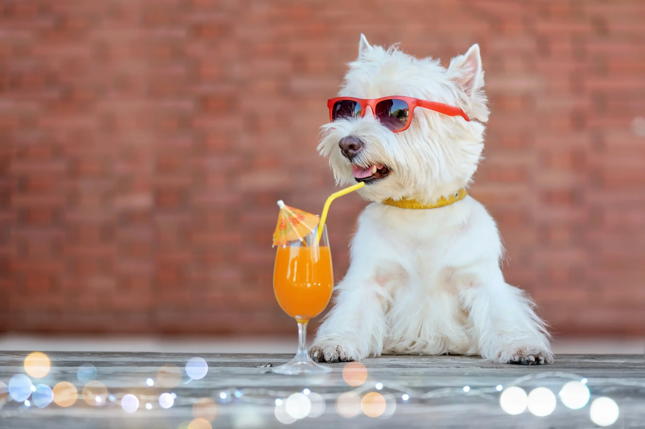 Dog-friendly Lubbock guide with parks, patios, and hotels — Lubbock Dog Training