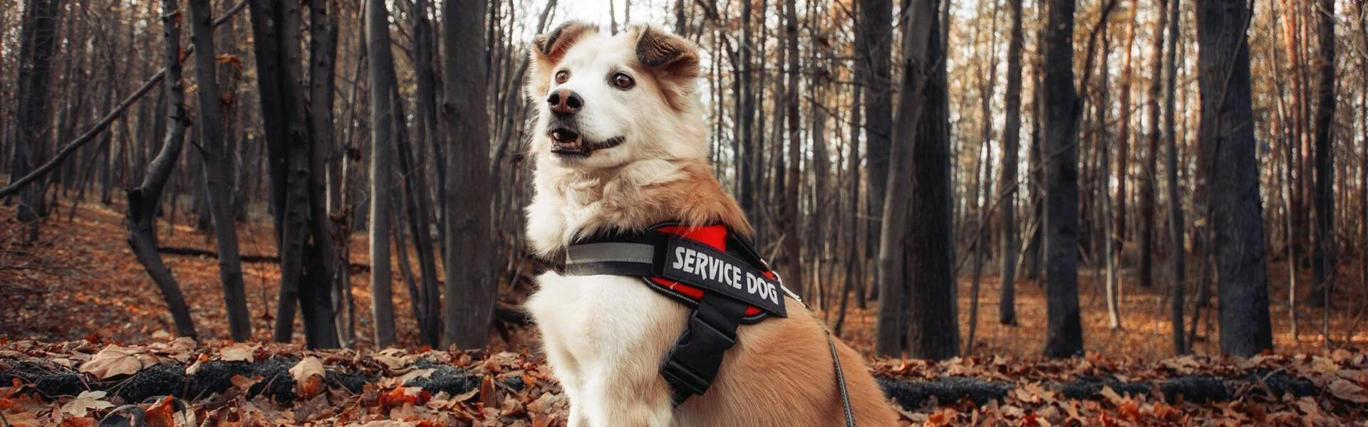Dog Training in Lubbock